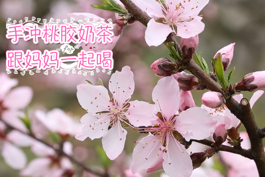 桃胶奶茶