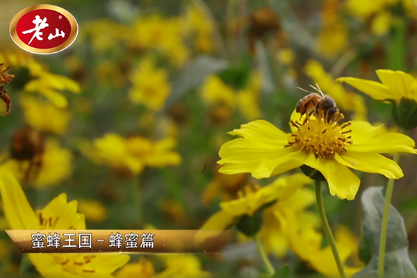 环保酵素专题片
