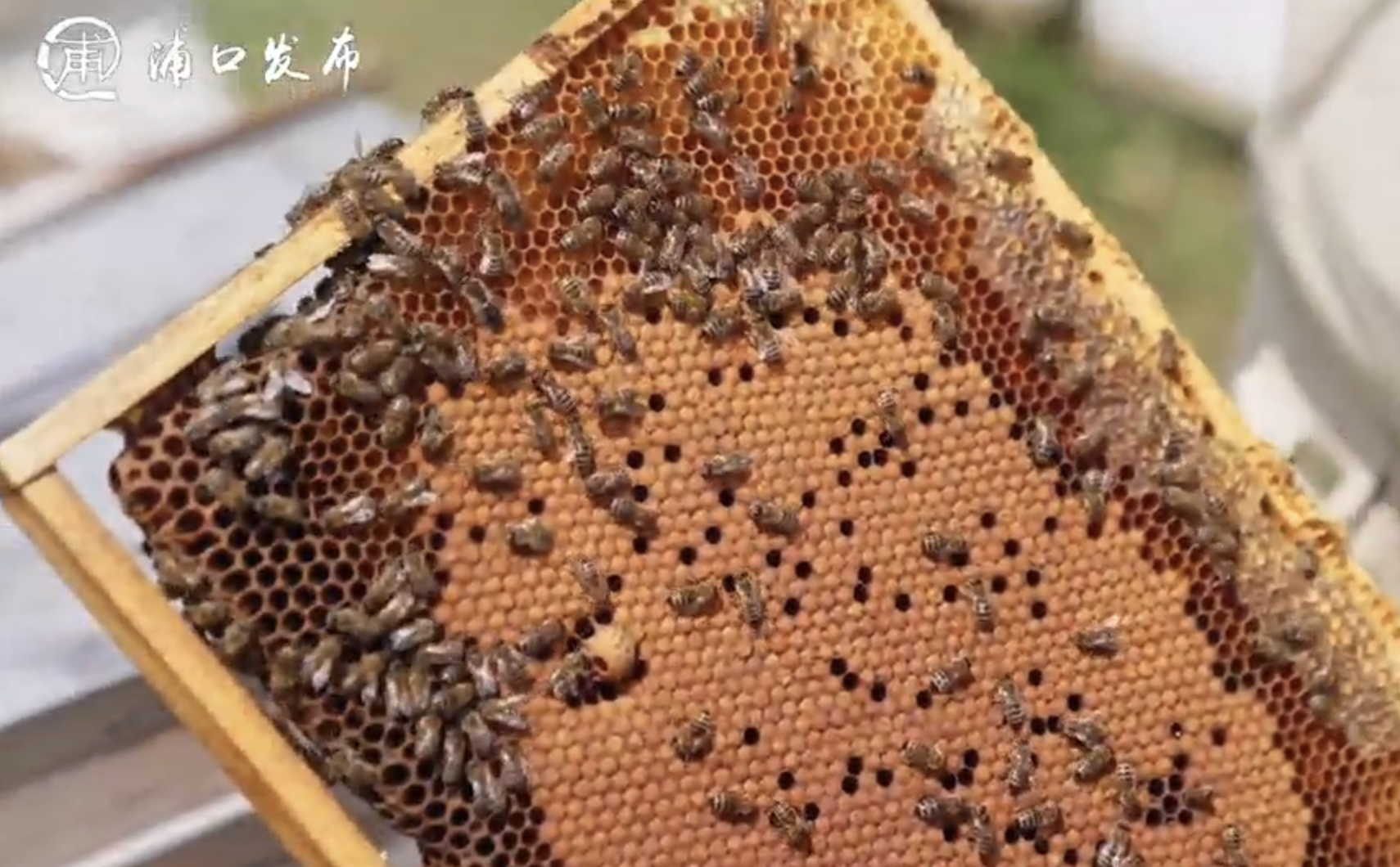 浦口发布——小小蜂蜜酿出大产业