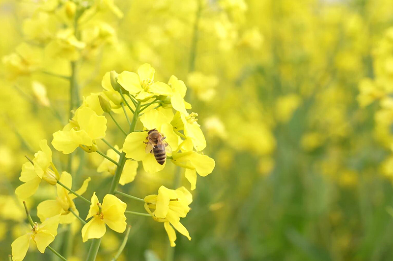 湖北荆州油菜蜂场溯源